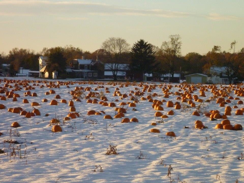 Lee Turkey Farm Pumpkin Picking & Hayride - East Windsor, NJ